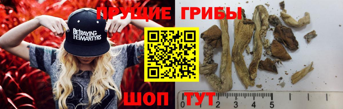 дарнет шоп  Вход с VPN  Саранск  Псилоцибиновые грибы мицелий  Галлюциногенные грибы Cubensis 